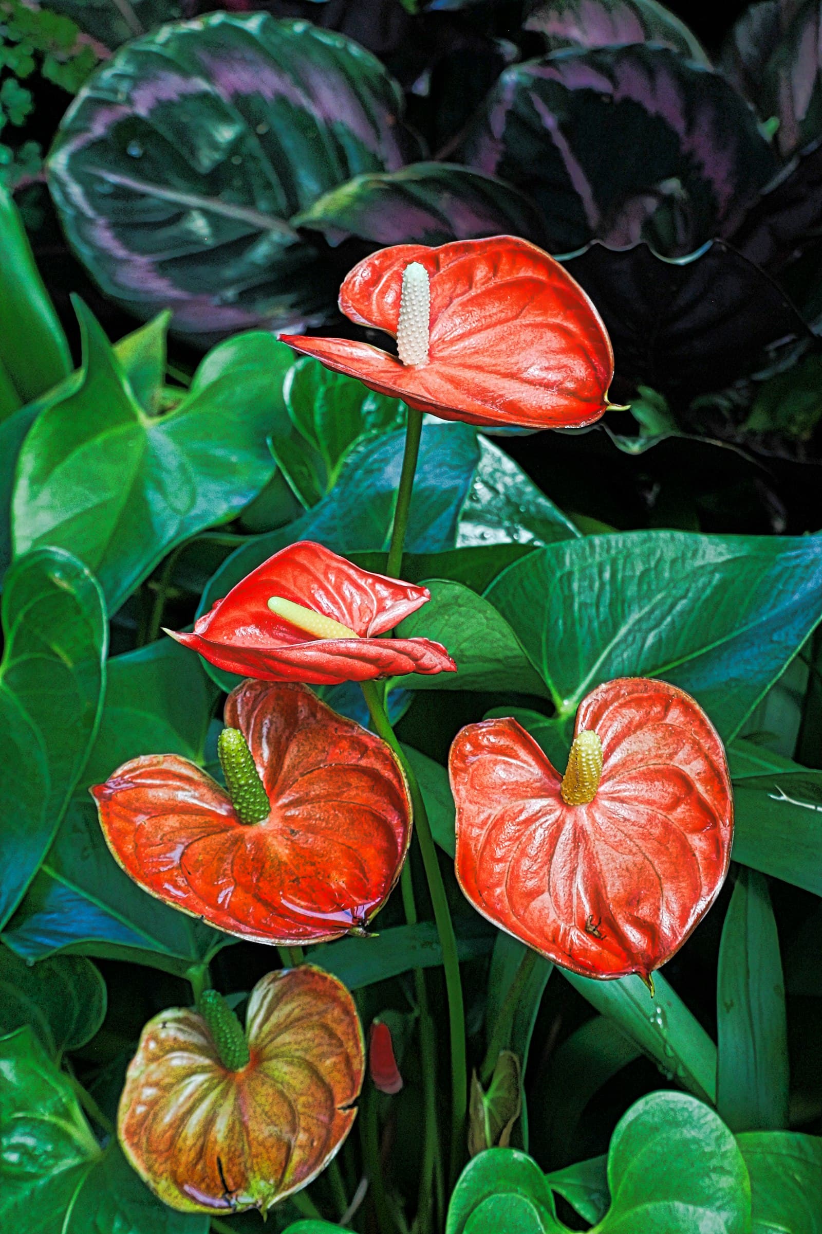 Glossy red anthurium flowers and leaves