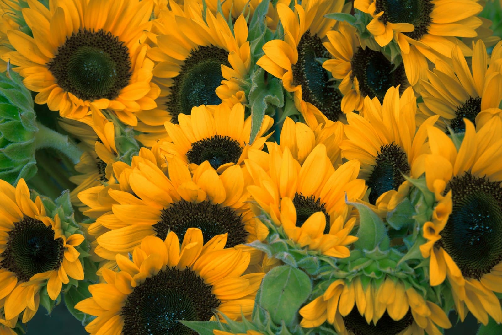 A big bunch of bright yellow sunflowers